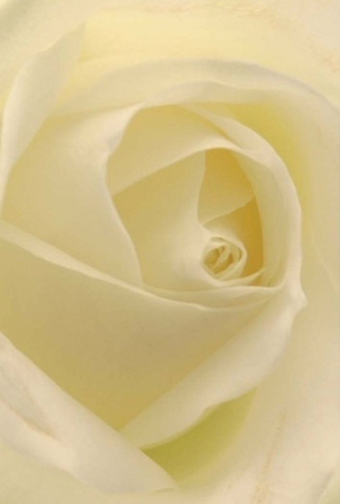 Seen through an intimate lens, this creamy-white rose captures the essence of tranquility and refinement-virtues that mirror the riverside calm of Putney itself. Each petal, flawlessly shaped and layered, radiates outward in a perfect spiral, taking on subtle notes of soft cream and gentle pearl. Light filters through the bloom as if from within, casting a luminous aura that brings to mind early Putney mornings along the towpath, before the city stirs. The matte, silky texture and delicate contours invite quiet contemplation, reminiscent of the gentle hush within a favourite local chapel or a heartfelt moment among friends by the green. Florist hands arrange each petal into harmonious balance, embodying both the fragility and quiet strength of the flower. This rose is uniquely suited for moments of peace-a respectful sympathy bouquet, a token of admiration, or the centrepiece at a graceful riverside wedding. The subtle play of light and shadow enhances its natural elegance and purity, while the imaginary veil of fragrance feels both soothing and intimately familiar.